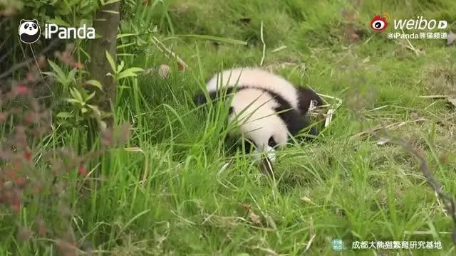 心動！熊貓寶寶牌全自動掃地機
